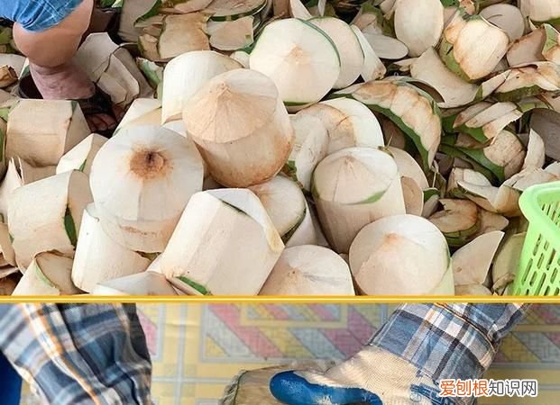 椰青放冰箱可以保存多久，椰青不放冰箱可以放多久