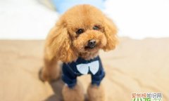 公泰迪尿血是怎么回事啊，泰迪狗尿道有血是怎么回事