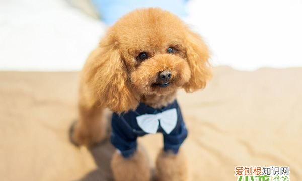 公泰迪尿血是怎么回事啊，泰迪狗尿道有血是怎么回事