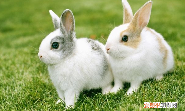 兔子是夜行动物，兔子的活动时间和活动范围