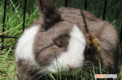 兔子是夜行动物，兔子的活动时间和活动范围