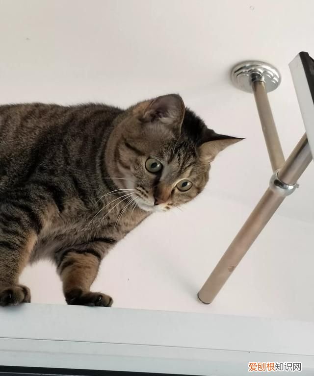 什么动物小时候和长大后名字不一样