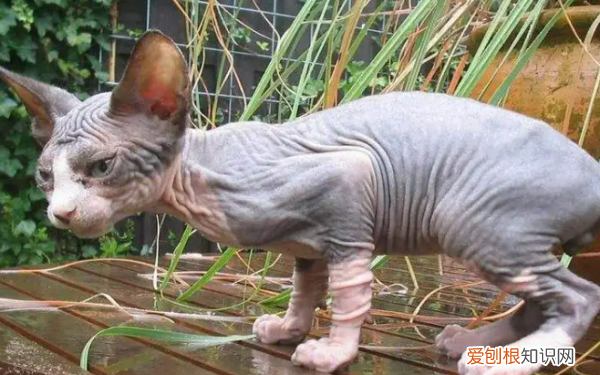 无猫毛叫什么名字,一种没有毛的猫叫什么名字