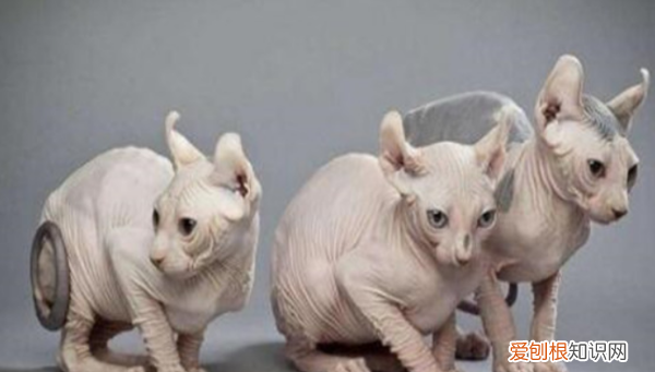 无猫毛叫什么名字,一种没有毛的猫叫什么名字