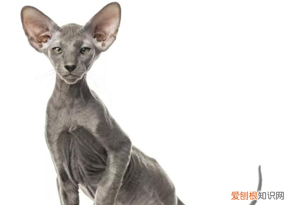 无猫毛叫什么名字,一种没有毛的猫叫什么名字