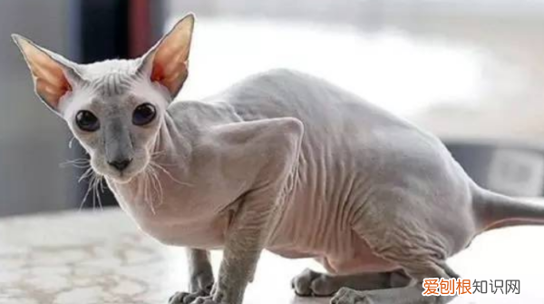 无猫毛叫什么名字,一种没有毛的猫叫什么名字