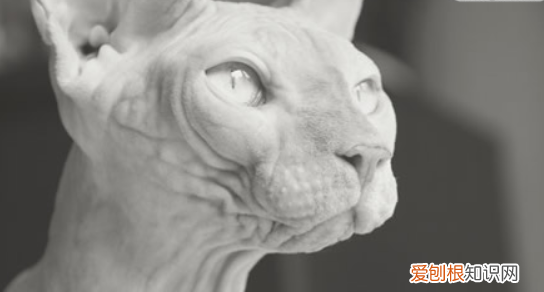 无猫毛叫什么名字,一种没有毛的猫叫什么名字