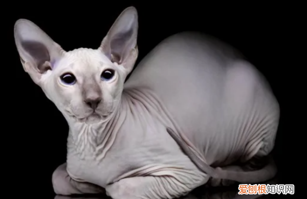 无猫毛叫什么名字,一种没有毛的猫叫什么名字