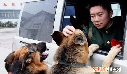 军犬和警犬的区别,军猫和警犬谁智商高