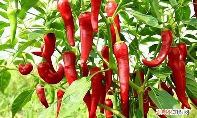 这些湖南特色美食你还没吃过吗