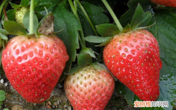 泡沫箱如何种草莓，用泡沫箱种草莓怎样种