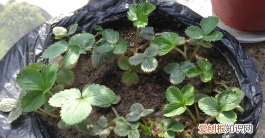 泡沫箱如何种草莓，用泡沫箱种草莓怎样种