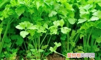 香菜芫荽功效与作用