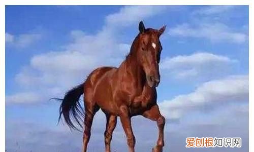 马可以活多少年