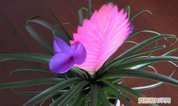 凤梨怎么养,铁兰花怎么养殖才开花