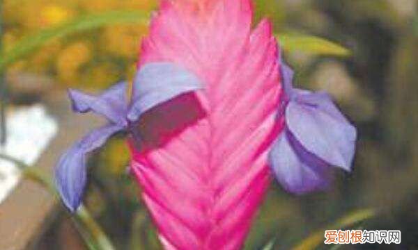 凤梨怎么养,铁兰花怎么养殖才开花