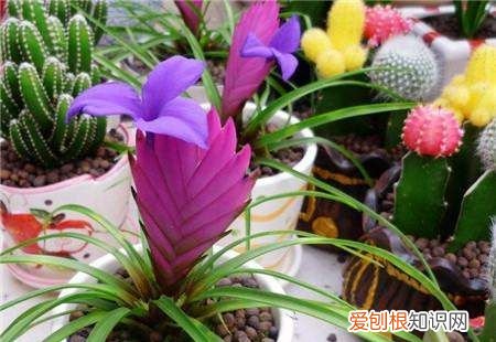 凤梨怎么养,铁兰花怎么养殖才开花