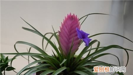 凤梨怎么养,铁兰花怎么养殖才开花