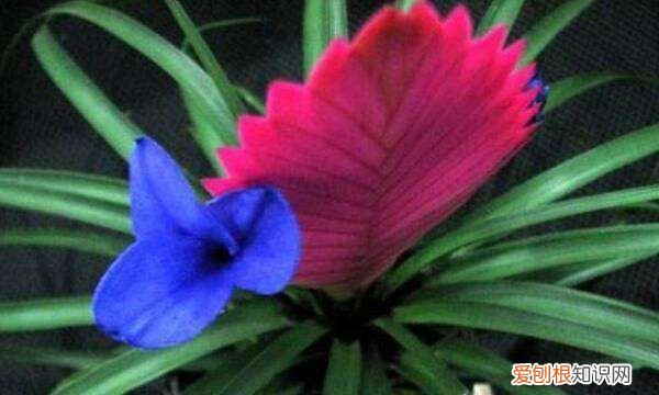 凤梨怎么养,铁兰花怎么养殖才开花