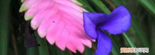 凤梨怎么养,铁兰花怎么养殖才开花