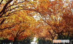 八大关枫叶在哪条路