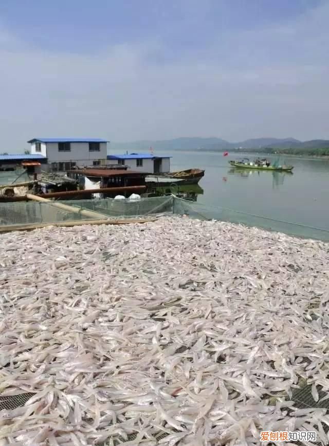 无锡太湖开捕时间2021