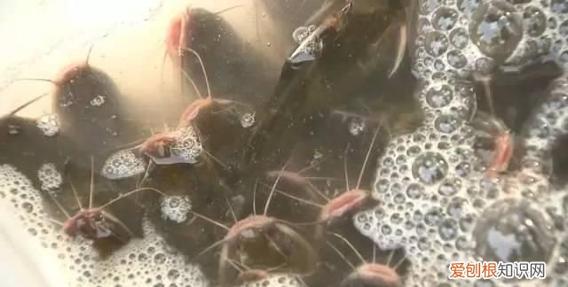 无锡太湖开捕时间2021