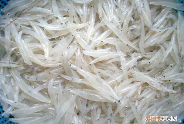 无锡太湖开捕时间2021