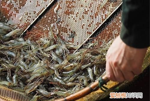 无锡太湖开捕时间2021