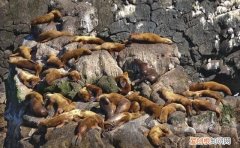 海岸边的动物有哪些，红树林中生活的动物有哪些