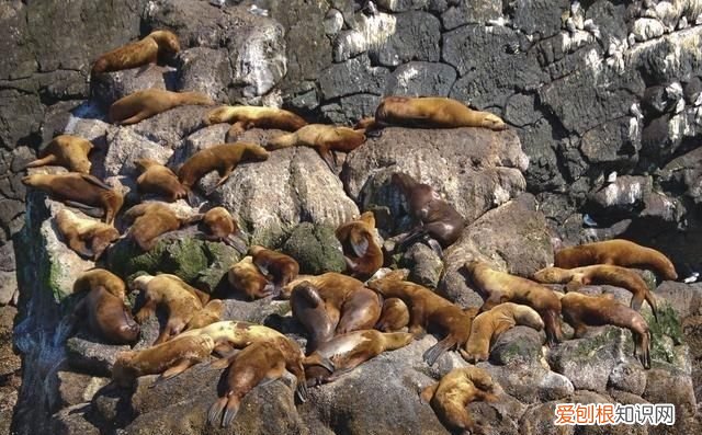 海岸边的动物有哪些,红树林中生活的动物有哪些