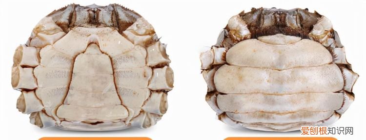 公母蟹有什么不一样，公螃蟹为什么比母螃蟹便宜