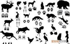 小鹿脚印什么形状，小鹿斑比中20个好词5个好句1个好段