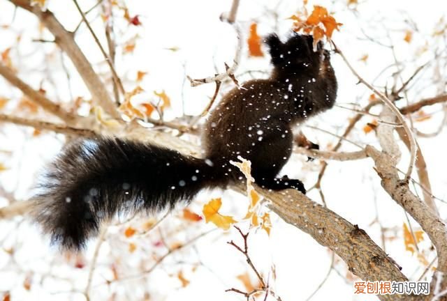 赤峰大街上小松鼠 赤峰大街上小松鼠蹦蹦跳