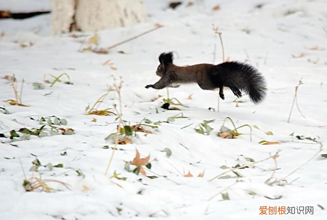 赤峰大街上小松鼠 赤峰大街上小松鼠蹦蹦跳