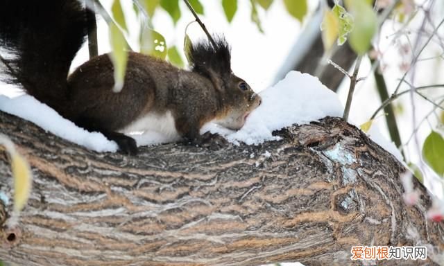 赤峰大街上小松鼠 赤峰大街上小松鼠蹦蹦跳