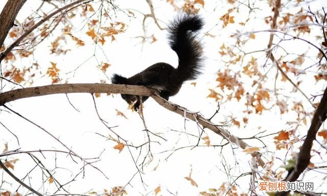 赤峰大街上小松鼠 赤峰大街上小松鼠蹦蹦跳