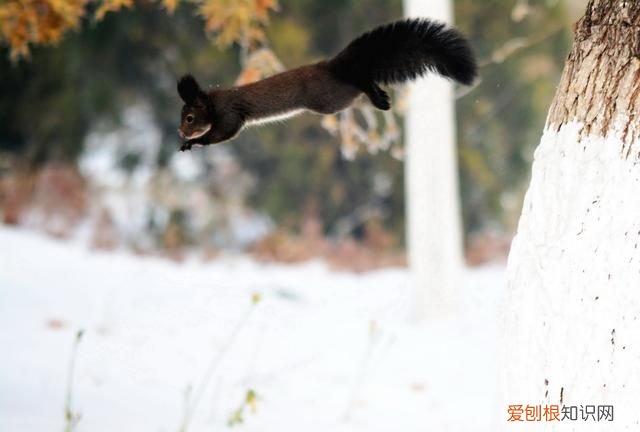赤峰大街上小松鼠 赤峰大街上小松鼠蹦蹦跳