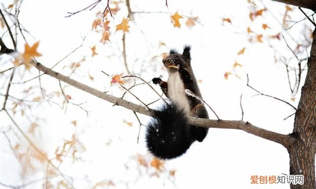 赤峰大街上小松鼠 赤峰大街上小松鼠蹦蹦跳