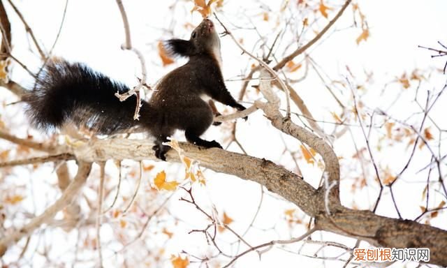 赤峰大街上小松鼠 赤峰大街上小松鼠蹦蹦跳