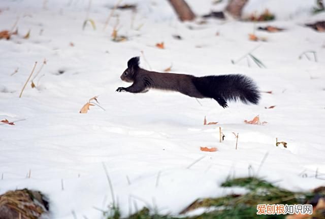 赤峰大街上小松鼠 赤峰大街上小松鼠蹦蹦跳