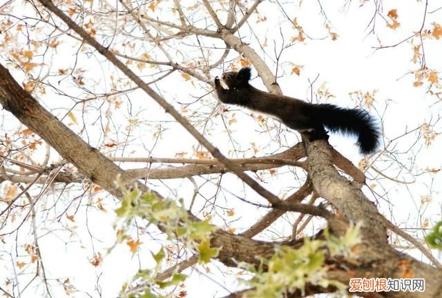 赤峰大街上小松鼠 赤峰大街上小松鼠蹦蹦跳
