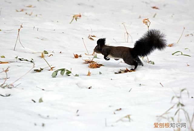 赤峰大街上小松鼠 赤峰大街上小松鼠蹦蹦跳