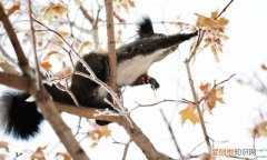 赤峰大街上小松鼠 赤峰大街上小松鼠蹦蹦跳