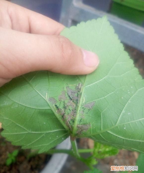 秋葵有虫子还能吃吗，秋葵叶子上长满了黑色小点的虫子怎么办