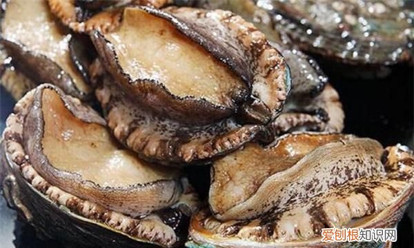 鲍鱼的嘴巴能吃,吃鲍鱼主要吃哪个部位