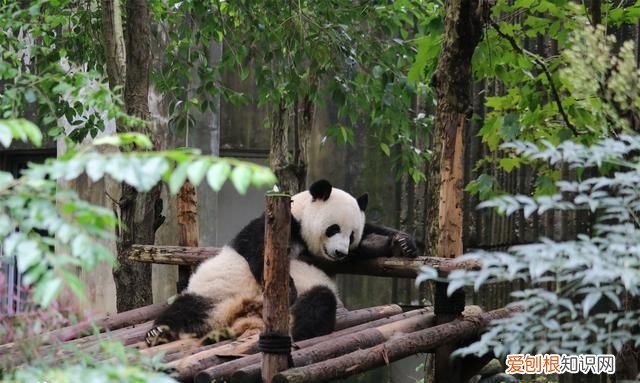 去成都旅游自由行攻略最新 去成都玩的地方