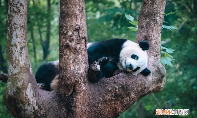 去成都旅游自由行攻略最新 去成都玩的地方