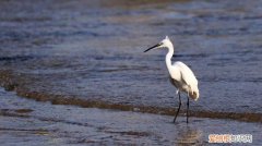 白鹭的生活习性