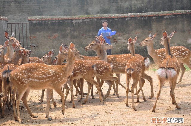 十大暴利养殖大分享